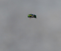 Green hovering bug